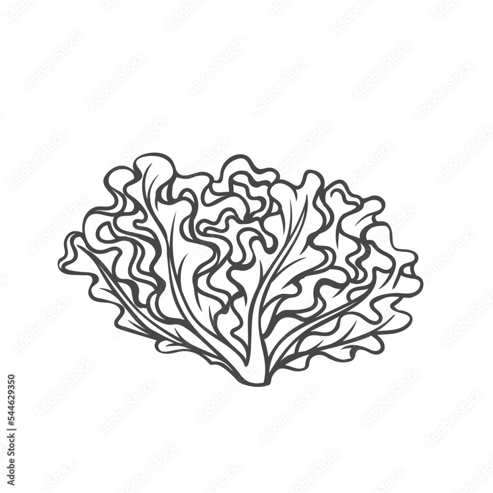 Wall mural Oak leaf lettuce outline icon vector illustration. Hand drawn line sketch of fresh leafy vegetable with curly leaf, natural lettuce plant and healthy food ingredient for cooking vitamin salad - Wall murals