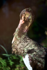 Black stork Ciconia nigra side face portrait of rainbow colored frown with resentment selective focus over out of focus dark background.
