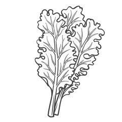 Curly kale outline icon vector illustration. Hand drawn line sketch of leaf cabbage with edible leaves, organic fresh leaf vegetable and kale plant, vitamin food ingredient for cooking natural dish - obrazy, fototapety, plakaty