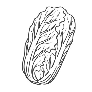 Chinese cabbage outline icon vector illustration. Hand drawn line sketch of organic cabbage head with fresh leaves, healthy agriculture leaf vegetable, natural plant and food ingredient for eating