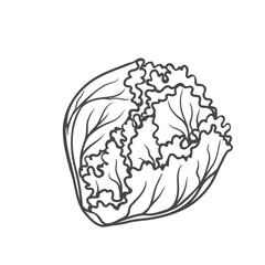 Iceberg lettuce outline icon vector illustration. Hand drawn line sketch of natural crisphead agriculture plant and leaf garden vegetable with crisp leaves, food ingredient for cooking iceberg salad
