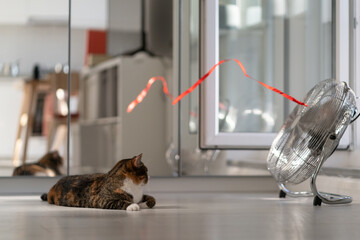 Steel minimalistic electric fan with developing red ribbon in front of kitten lying on floor. Domestic cat enjoys cold air in summer weather in spacious apartment with large mirror and open window