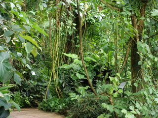 Botanic garden that looks like a jungle