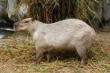 The Capybara giant rat is cute animal in garden