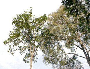 Trees and leaves isolated on transparent background. Itaipava, Rio de Janeiro, Brazil