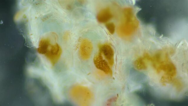 Bryozoans from the class Gymnolaemata under a microscope. Sometimes they are called Ectoprocta.
