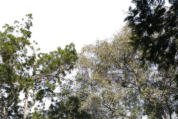 Trees and leaves isolated on transparent background. Itaipava, Rio de Janeiro, Brazil