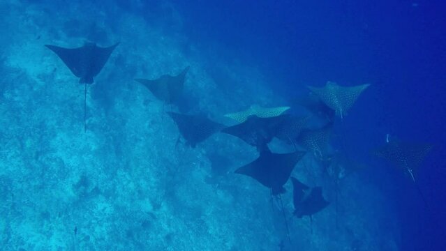 Eagle Rays swimming along a reef in the Maldives