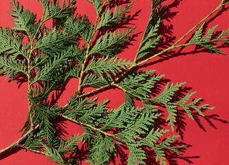 Christmas celebration concept frame with thuja on the red background. Copy space