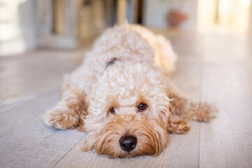 Golden doodle laying on the wood floor