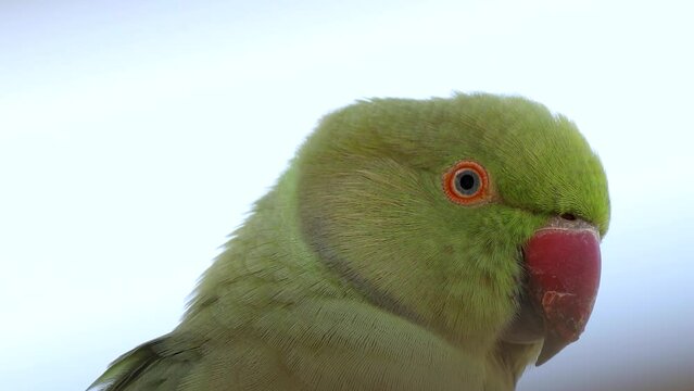 Green parrot blinks, jerks its head and chirps