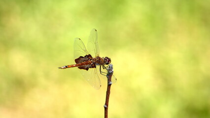 Dragonfly perched on a twig in a backyard in Panama City, Florida, USA
