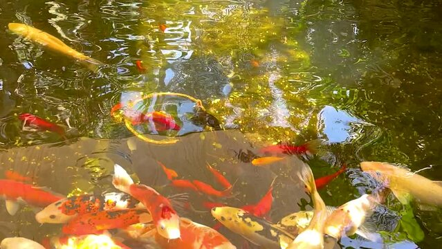 Video of red Japanese carps in a pond in slow motion