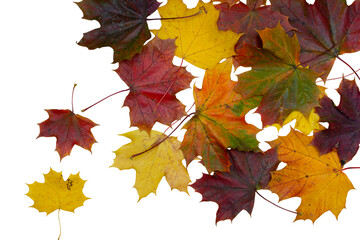 Autumn maple leaves on transparent background, autumn background