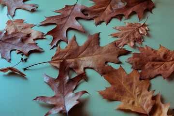 Dry fallen autumn oak leaves on a green background, autumn background