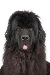 portrait of black newfoundland dog isolated on white 