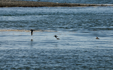 Famiglia di uccello Fratino in VOLO Marina di vecchiano Toscana
