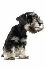 funny standing miniature schnauzer puppy isolated on white background 