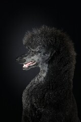 portrait of black royal poodle isolated on black background 