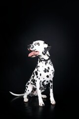 dalmatian dog isolated on black