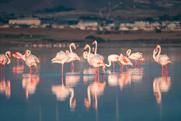 Schilderijen op glas Roze flamingo bij Larnaca Salt Lake in Larnaca, Cyprus © Evgeni