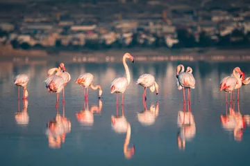 Schilderijen op glas Pink flamingo at Larnaca Salt Lake in Larnaca, Cyprus © Evgeni
