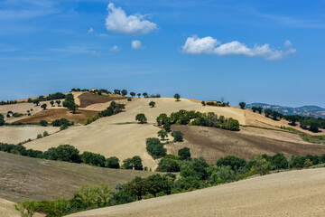 Fototapeta na wymiar Marche, colline dell'entroterra di Fano, Pesaro Urbino