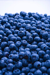 Fresh blueberry background. Texture blueberry berries close up.