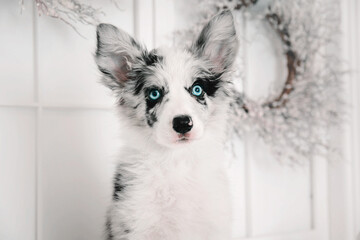 Border collie puppy in Christmas decorations. Beautiful dog, Holidays, New Year, Christmas.