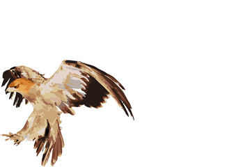 illustration of eagle preying