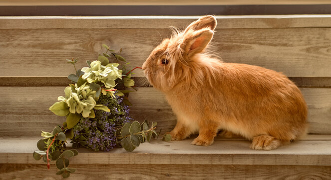 A little brown rabbit is sniffing flowers.