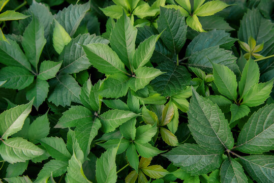 Background of green leaves of liana. Virginia creeper.
