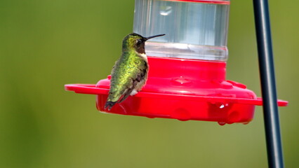 Ruby-throated hummingbird (Archilochus colubris) on a hummingbird feeder in a backyard in Panama City, Florida, USA