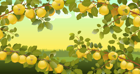 Landscape with quince branches. View of rural garden. Summer sunny morning Garden plant with edible harvest. Branch with foliage and leaves. Vector