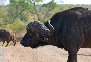 Herd of Cape buffalo crossing a road in Kruger National Park