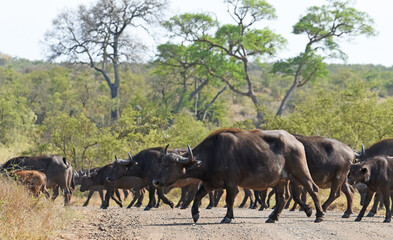 Naklejka na ściany i meble Herd of Cape buffalo crossing a road in Kruger National Park