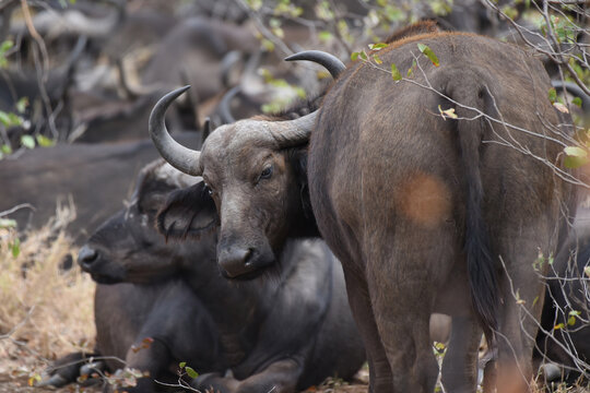 Cape buffalo resting in the shade