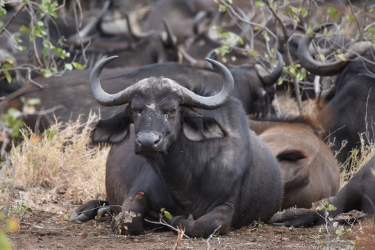 Cape buffalo resting in the shade