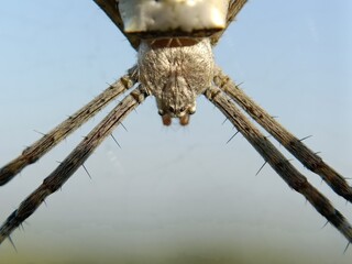 spider on the fence