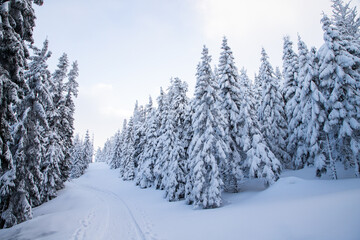 Fototapeta premium amazing winter landscape with snowy fir trees in the mountains