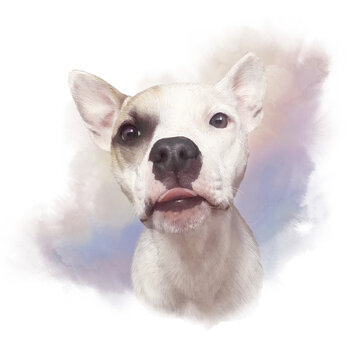 White Argentine Dogo Dog stick out his tongue. Funny Dog portrait. Cute head of white puppy on watercolor background. Hand drawing illustration. Animal collection: Dogs. Good for T shirt, pillow