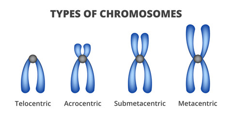 Vector illustration of types of chromosomes isolated on a white background. Classification of chromosomes based on the position of centromere – telocentric, acrocentric, submetacentric, metacentric.