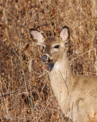 Whitetail doe stare