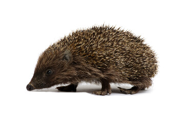 European hedgehog isolated on white