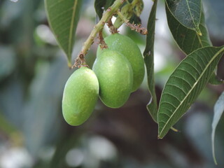 Mangoes 3