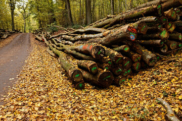 Fototapeta na wymiar Markierte Brennholzlose für den Privatverkauf im Herbst
