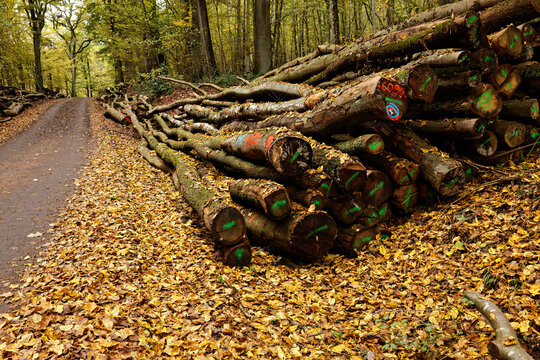 Markierte Brennholzlose für den Privatverkauf im Herbst