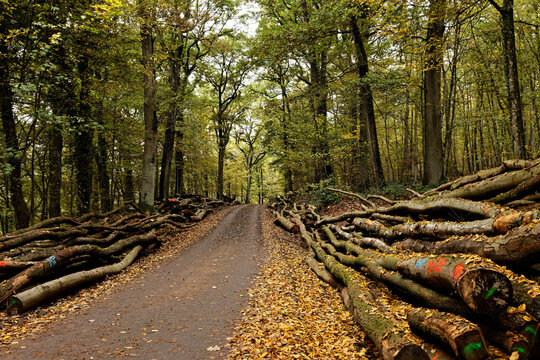 Brennholzlose am Waldweg im Herbst