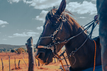 horse, animal, cowboy, saddle, horses, riding, leather, harness, farm, people, western, brown,...