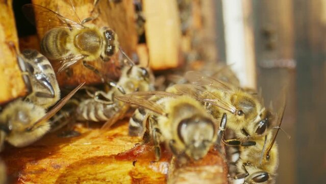 A large family of honey bees climbs on wooden frames in a beehive close-up.